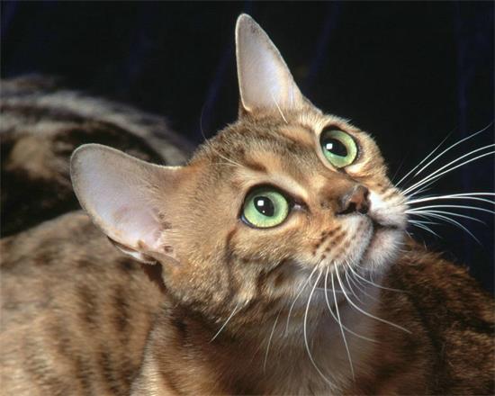 猫不爱主人只爱自己同类,真的吗?