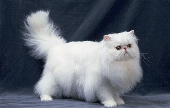 �������è��β�Ͷ����ĺ��壿