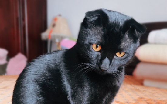 孟买猫的正确护理方法