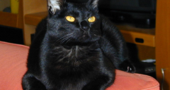 ����è����ȷ��������