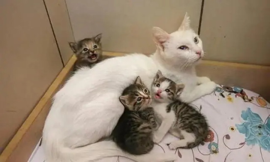 è���۾����������۾���������ô�ˣ�