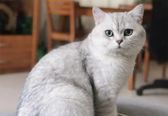 猫不绝育会怎样