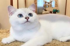 è���ͥ����С��ʶ