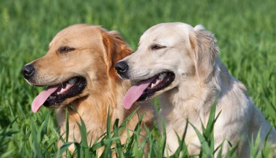 金毛怎么样喂养最好 金毛怎么样喂养最好