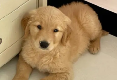 С��ë��Ȯ�ʺϽ�ʲô������