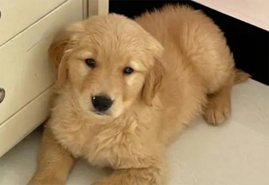 С��ë��Ȯ�ʺϽ�ʲô������