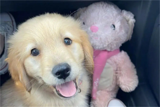 金毛换毛时期是怎么样的呢 金毛换毛时期是怎么样的呢