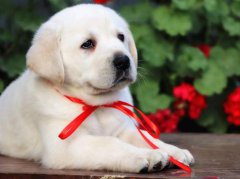 ����û��ʳ����ԭ��