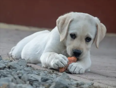 ����������ôѵ��������