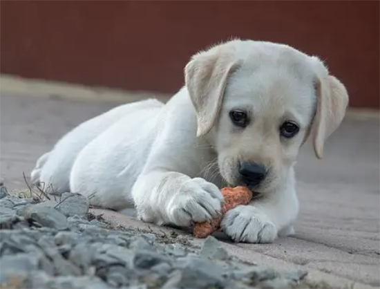 ����������ôѵ����������