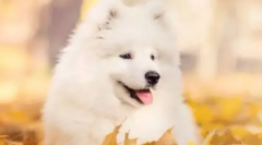 ��ĦҮϴ����ʲô����