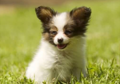 �����������ʯ��֢״������