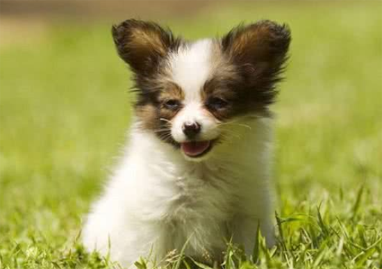 狗狗得了尿结石的症状与治疗