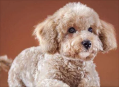 ��׼���Ȯ����Ǯһֻ��