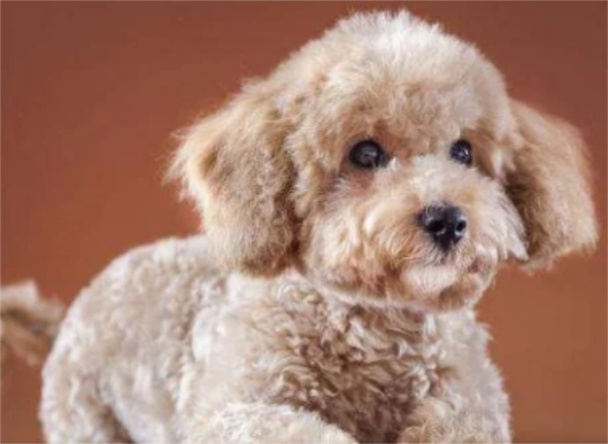 ��׼���Ȯ����Ǯһֻ��