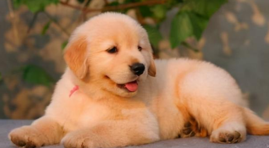 金毛母的小狗取什么名字好听 金毛母的小狗取什么名字好听