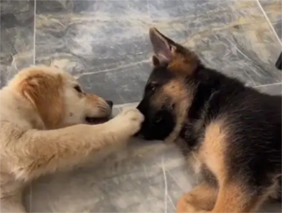 金毛串德牧的性格怎么样啊 金毛串德牧的性格怎么样啊