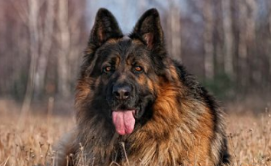 东德牧羊犬怎么训练