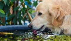 ��θ���ëѡ������