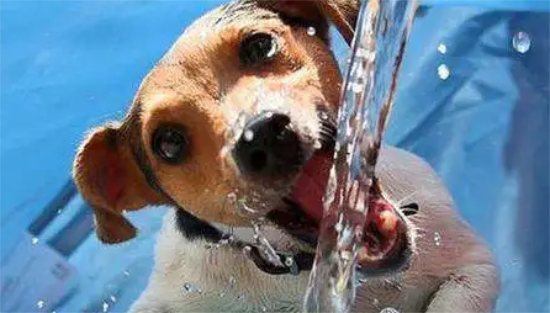 狗狗体重决定疫苗用药量