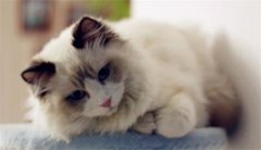 è��Ϊʲôϲ������С�֣�