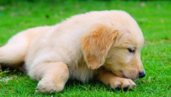 ��һֻ��ëһ���´��Ҫ������Ǯ