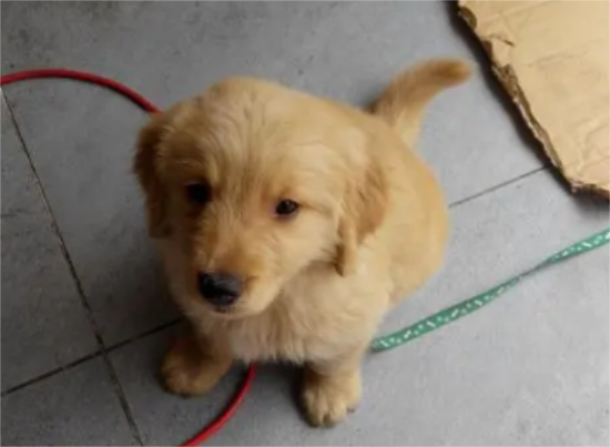 金毛串串是怎么样的呢 金毛串串是怎么样的呢