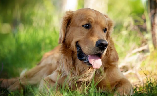 金毛长期不遛会怎么样 金毛长期不遛会怎么样