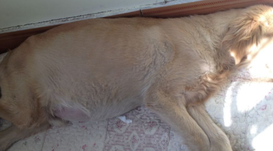 金毛肚子胀很大怎么办 金毛肚子胀很大怎么办