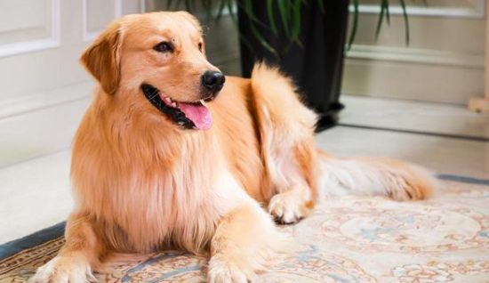 养金毛犬需要准备什么东西 养金毛犬需要准备什么东西