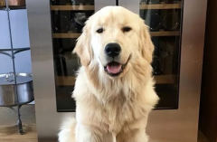 ���˲��ڼҽ�ë����������