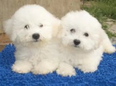 �ﹷ��������Ҫע��ʲô��