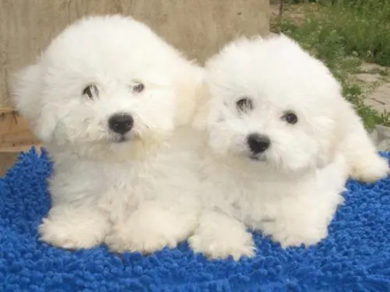 帮狗狗驱虫需要注意什么?