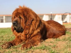 ���������кμ���