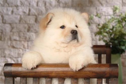 狗狗长不高的原因