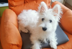 ���������С������ַ���