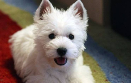 ���������С������ַ���