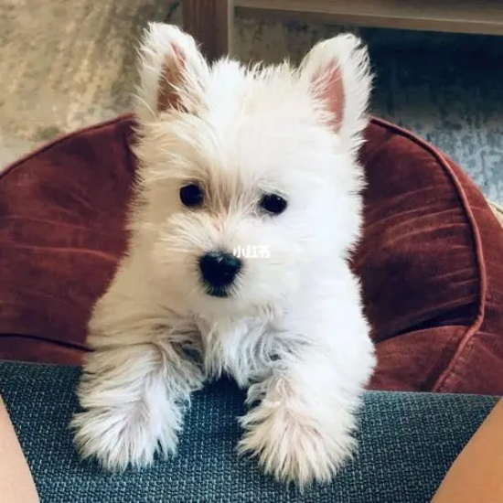 ���������С������ַ���