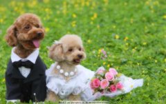 ������ιʳ�ķ���