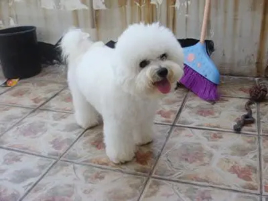 犬膀胱炎治疗方法