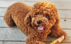 ����ѵ������������������