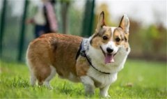 ���������Ƶ��ô���£�