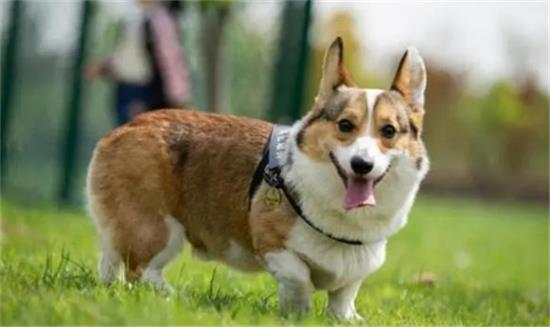 狗狗尿多尿频怎么回事?