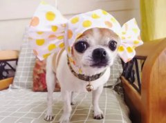 ����Ҫ����ǰ�����Ե�֢״