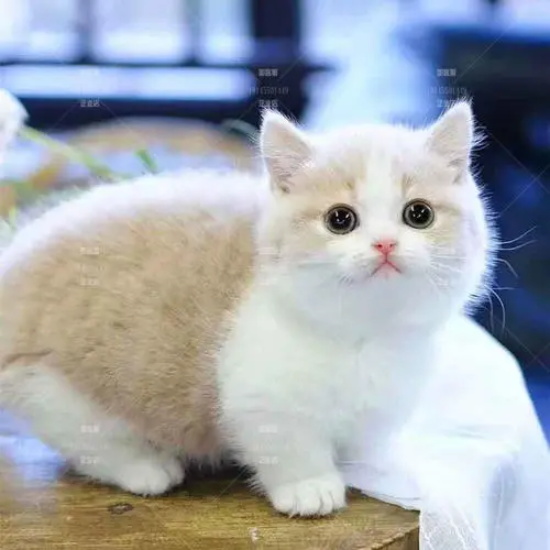 ����ѵ��è���ɺ�ϰ�ߣ�