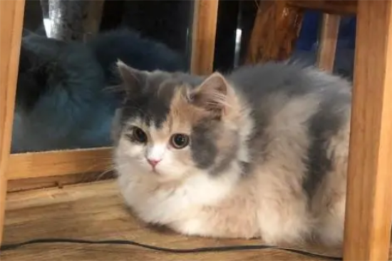 猫咪挑食怎么办怎么纠正