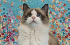 èŻ�º�ûʳ����Ӧ�ó�ʲô������θ��