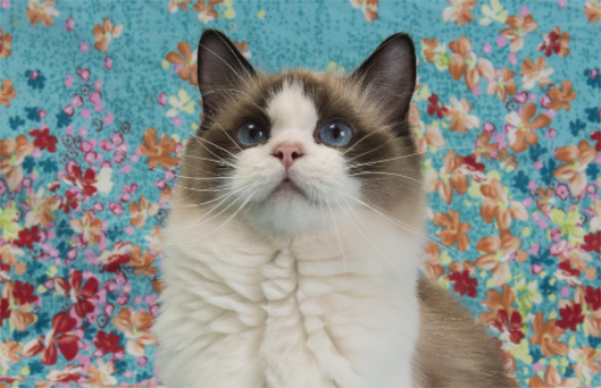 èŻ�º�ûʳ����Ӧ�ó�ʲô������θ��