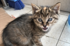 �껨è�ͻ���è����������Щ