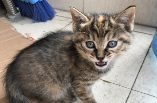 狸花猫和虎斑猫的区别有哪些